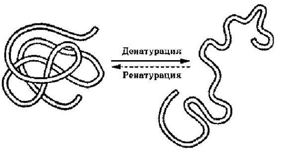 Денатурация и ренатурация белков схема