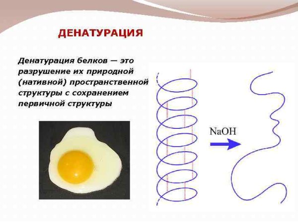 Денатурация и ренатурация белка схема