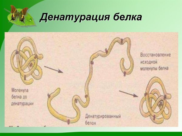 Схема денатурации белковой молекулы