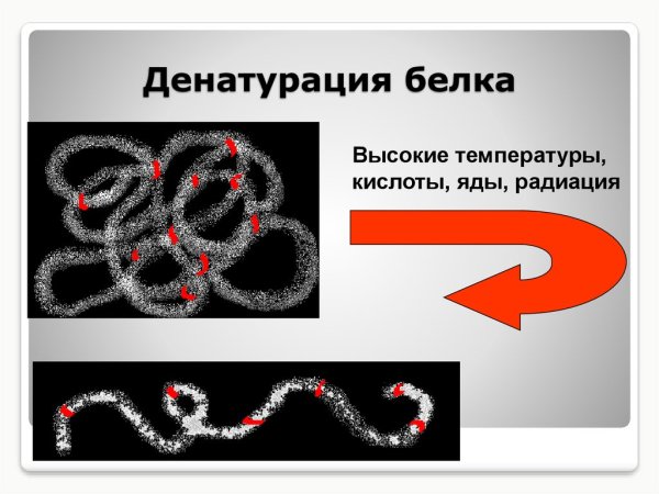Схема денатурации белковой молекулы