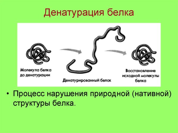 Денатурация вторичной структуры белка