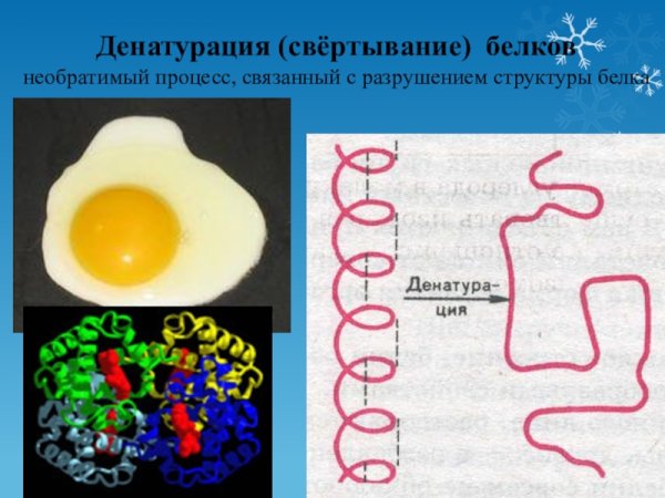 Термическая денатурация белка