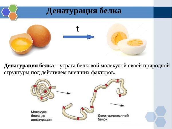Денатурация белка уровень организации