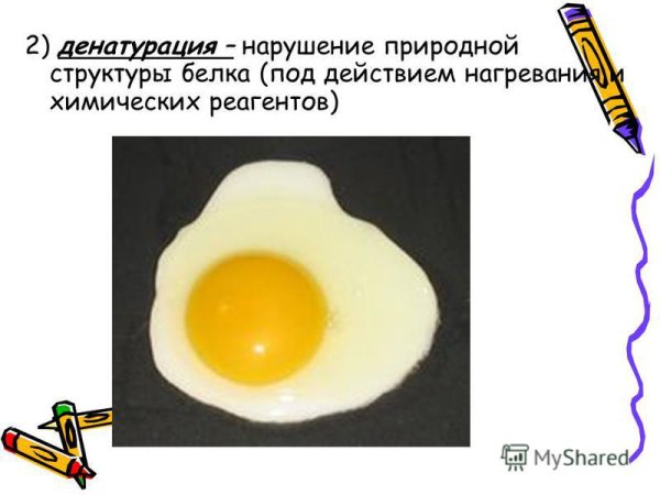 Необратимая денатурация белка схема