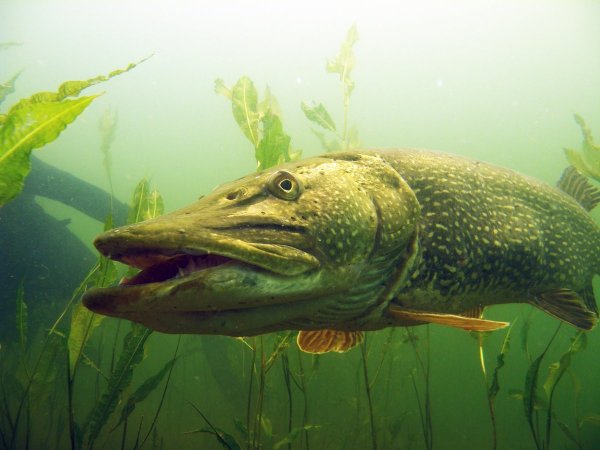 Щука травянка