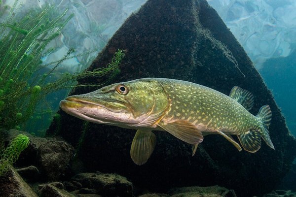 Вид обыкновенная щука - Esox Lucius