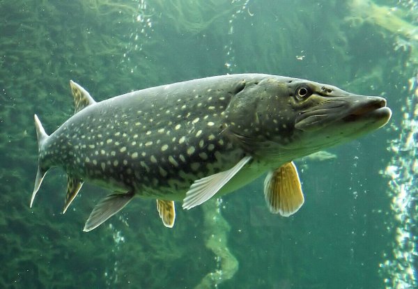 Рыба щука Esox Lucius