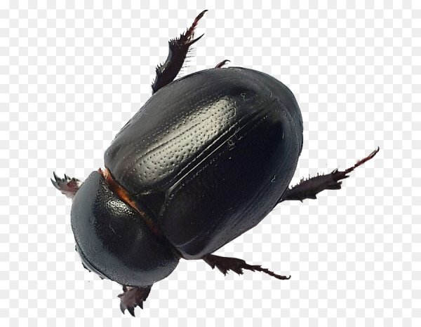 Heteronychus Arator