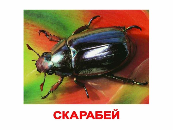 Майский навозный Жук
