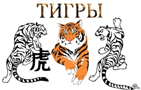Тигр cdr