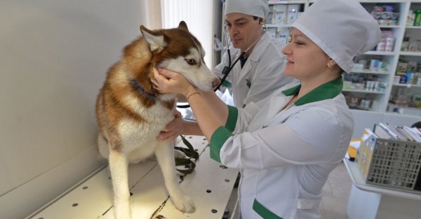 Ветклиника для животных