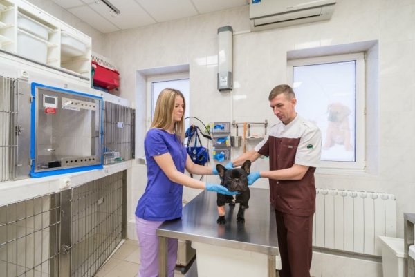 Кентавр ветклиника