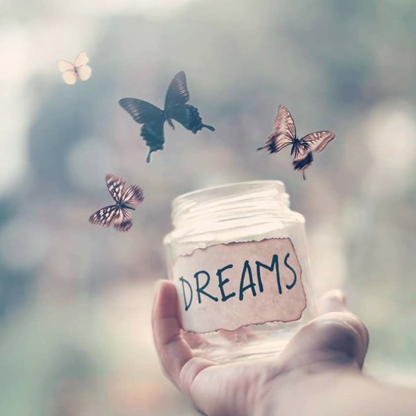 Бабочка Dreams