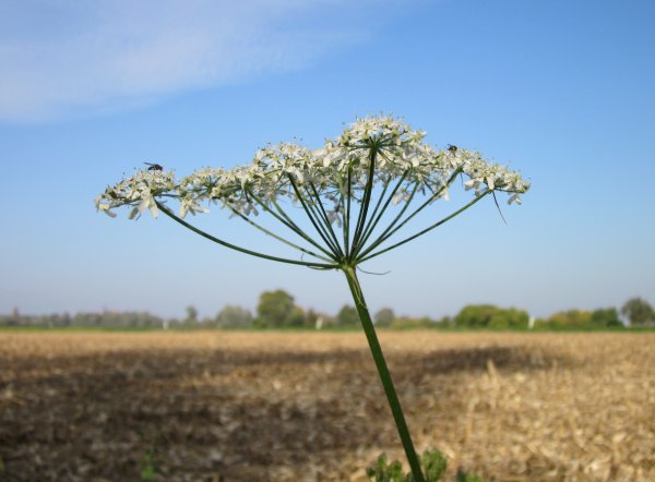 Курай, дягиль, борщевик