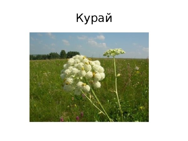 Башкирский курай семь чудес Башкортостана