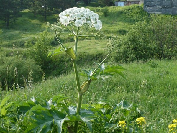 Heracleum борщевик