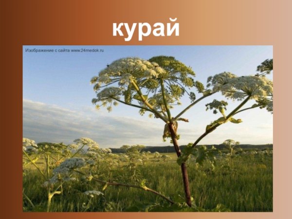 7 Чудес Башкортостана курай