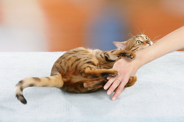 Кот кусается