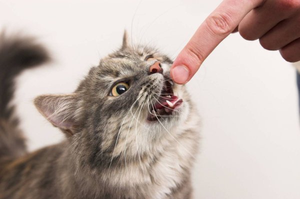 Котенок кусается
