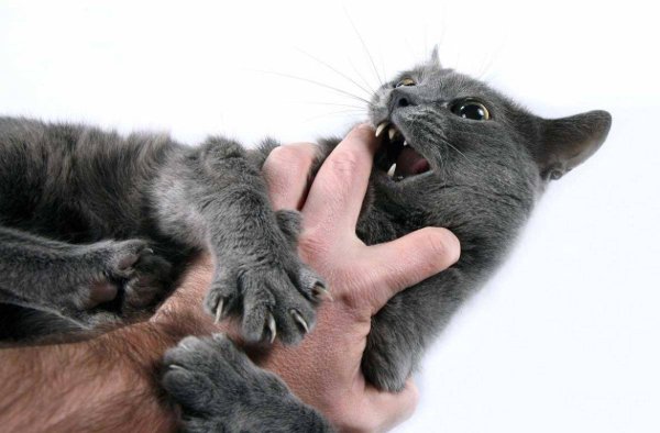 Кошка царапает