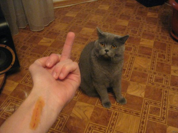 Расцарапанные руки от кота
