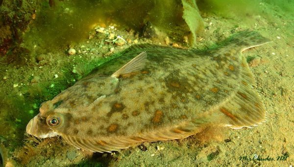 Морская камбала (pleuronectes platessa)