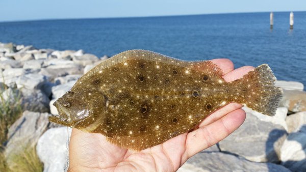 Морская камбала