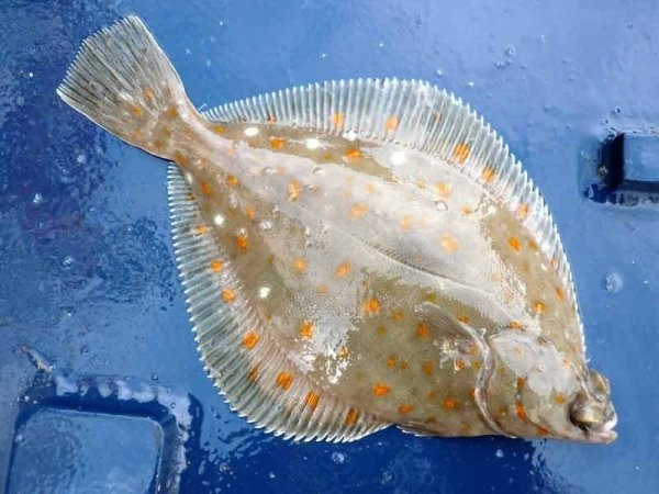 Морская рыба камбала