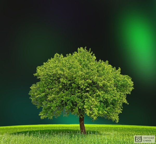 Зеленое дерево картинки (49 фото)