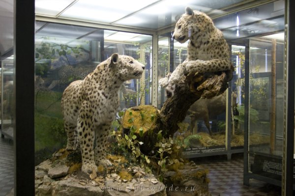 Зоологический музей Санкт-Петербург