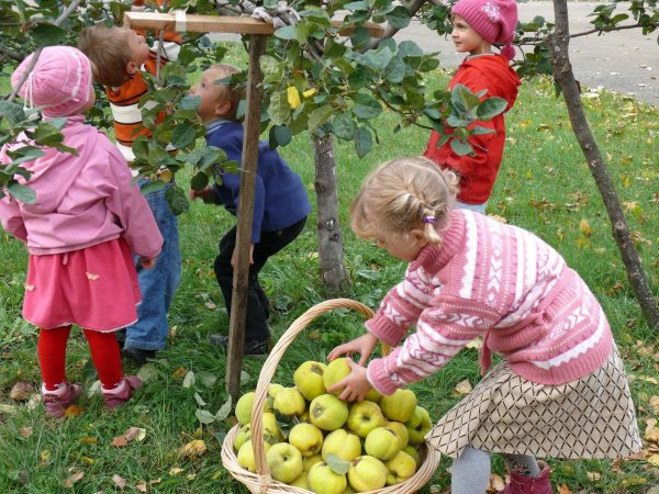 Сбор яблок в саду