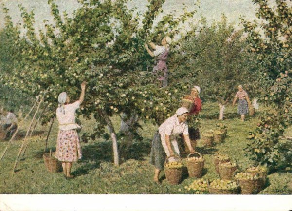 О.Б. Светличная. Сбор яблок.