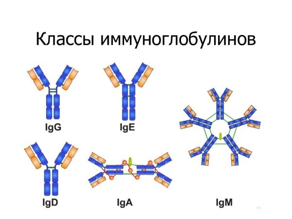 Иммуноглобулин m структура