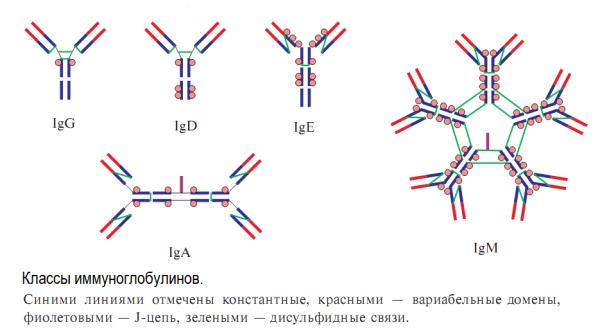 Iga иммуноглобулин