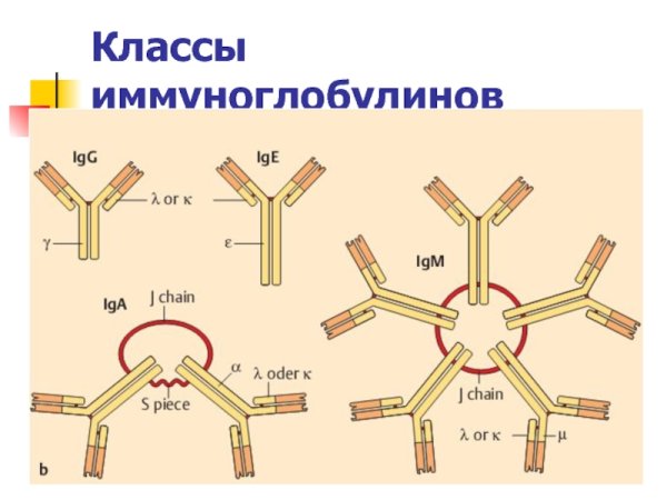 Иммуноглобулин m строение