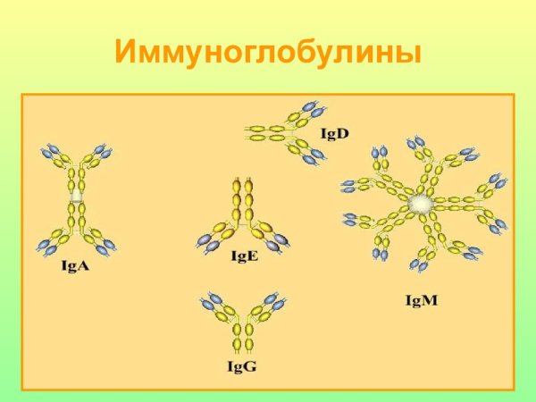 Иммуноглобулины картинки