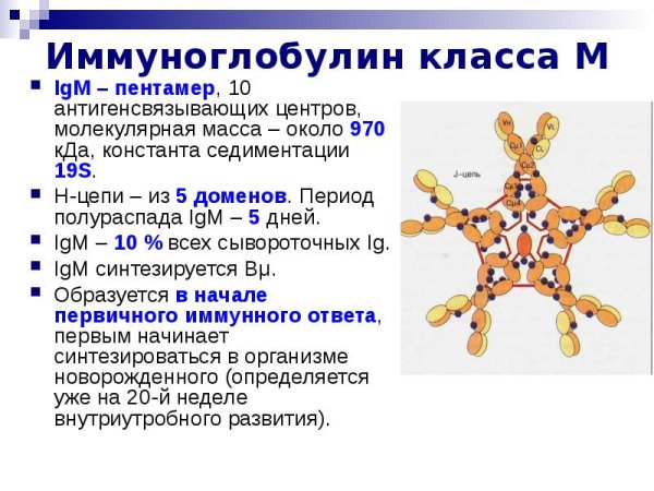Иммуноглобулин класса IGM, iga, IGE, IGD