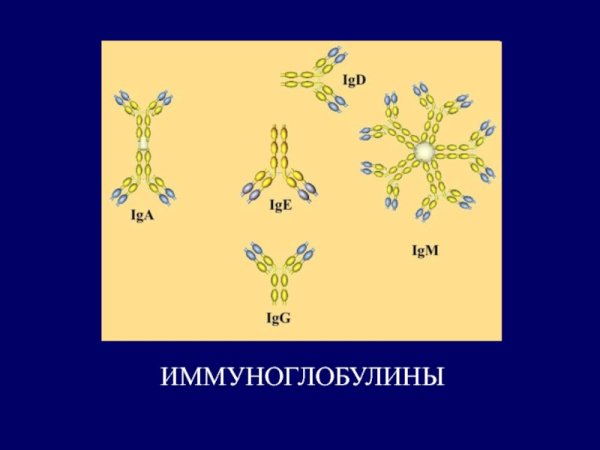 IGM антитела строение