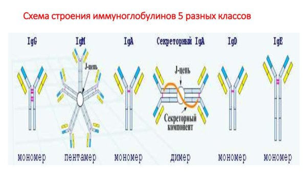 Антитела иммуноглобулины структура классы