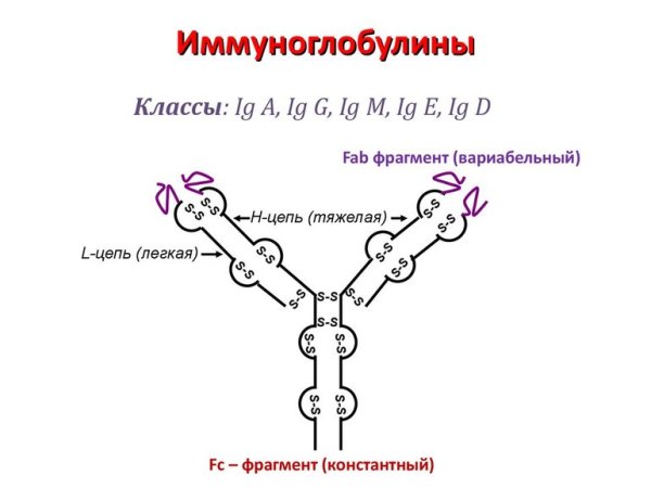 IGG иммунология