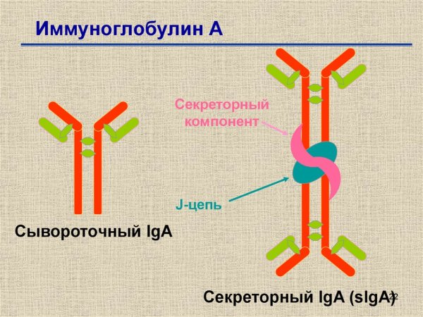 Антитела,их характеристика-классы иммуноглобулинов-схема