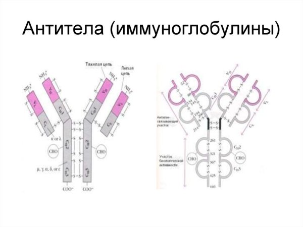 Иммуноглобулин а m1