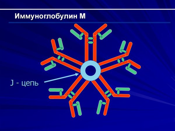 IGE иммуноглобулин строение