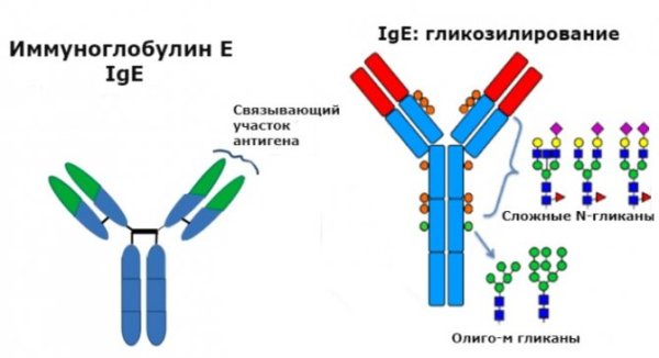 Строение антитела домены