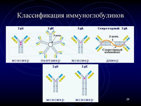 Иммуноглобулин Джи