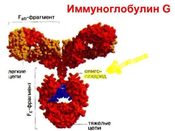 Иммуноглобулин человека антирезусный 300 мкг