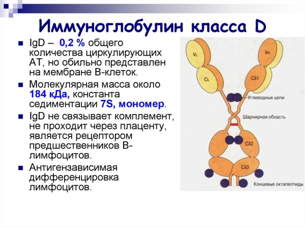 Iga иммуноглобулин строение