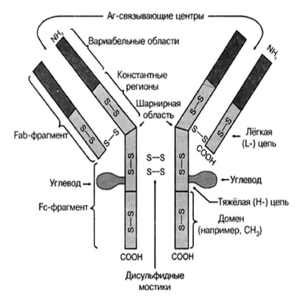 Секреторный иммуноглобулин а1
