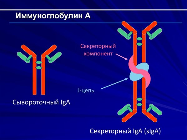 Строение иммуноглобулинов биохимия