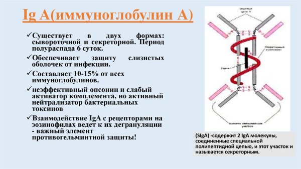 Иммуноглобулин против бешенства человеческий